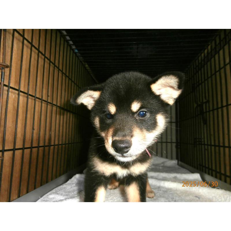 販売中の大阪府の柴犬-391654の2枚目